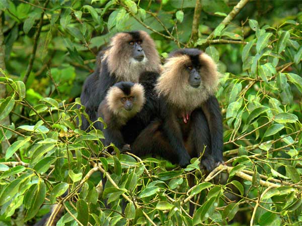 Lion-Tailed Macaque In Kerala