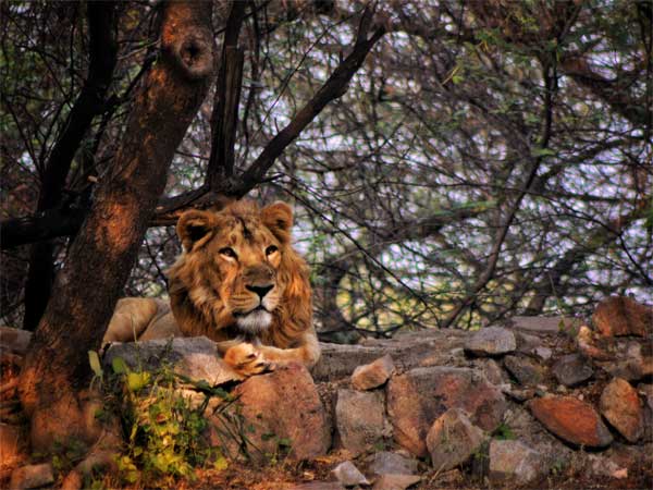 Asiatic Lion In Gujarat