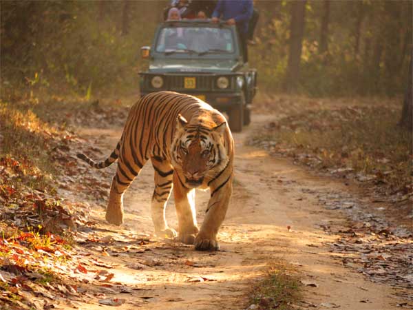 9. Royal Bengal Tiger In Madhya Pradesh