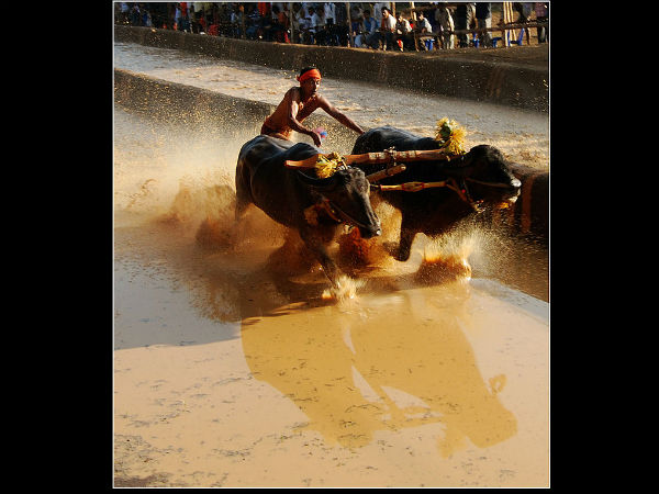 kambala festival kambala festival