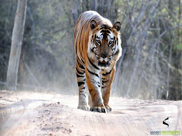 1. Bandhavgarh – Madhya Pradesh