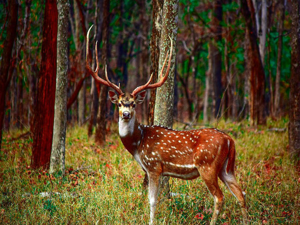 2. Pench – Madhya Pradesh