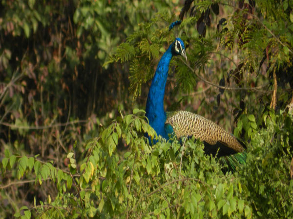 4. Tadoba – Maharashtra