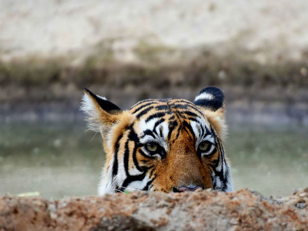 5. Ranthambore – Rajasthan