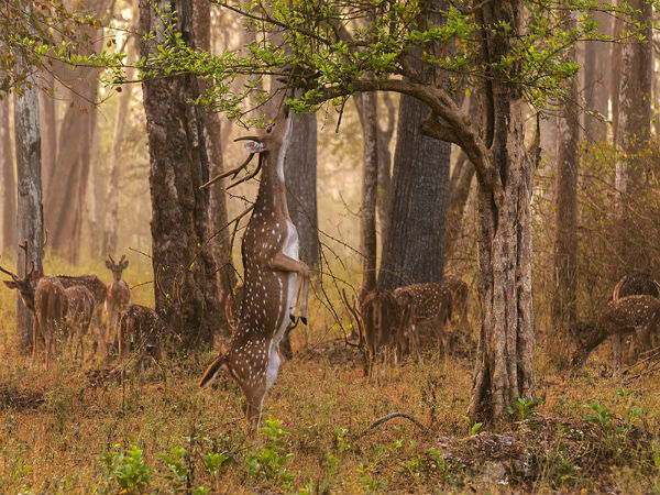 6. Nagarhole – Karnataka