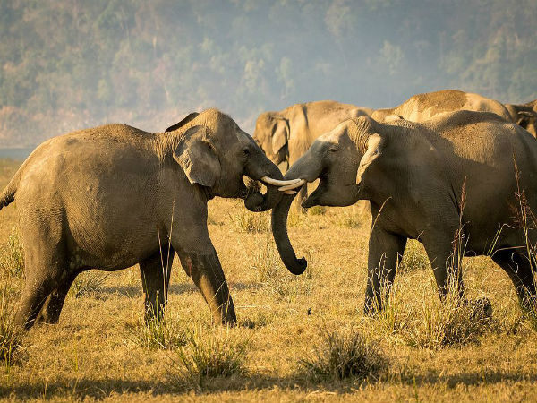 7. Jim Corbett – Uttarakhand