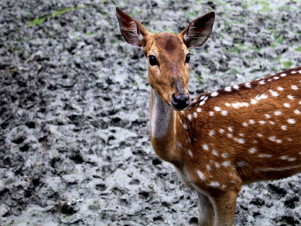 8. Sunderbans – West Bengal