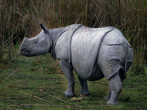 9. Kaziranga – Assam