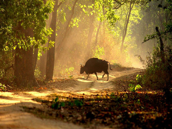 10. Kanha – Madhya Pradesh