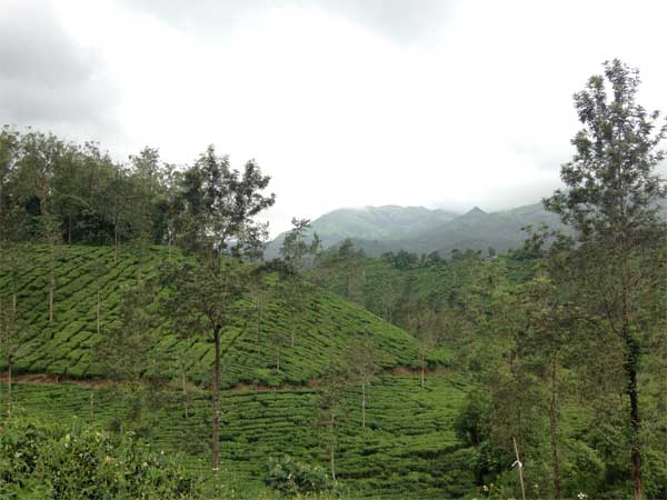 Places To Visit And Things To Do In Wayanad