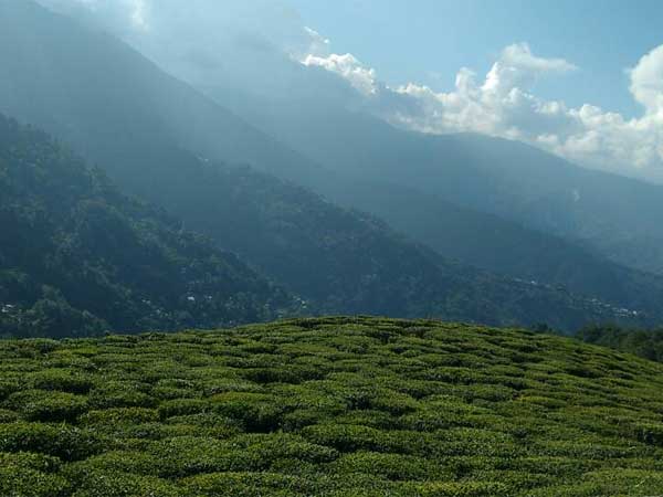 First Stop – Teesta Valley Tea Garden