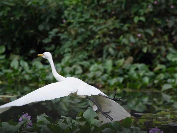 Kumarakom Bird Sanctuary