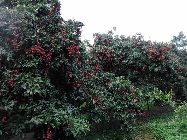 Muzaffarpur