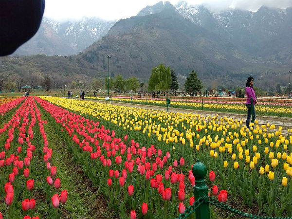 Srinagar to Leh