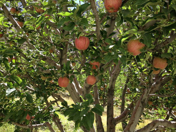 Visit The Orchards