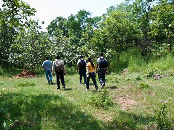 Narsapur Forest