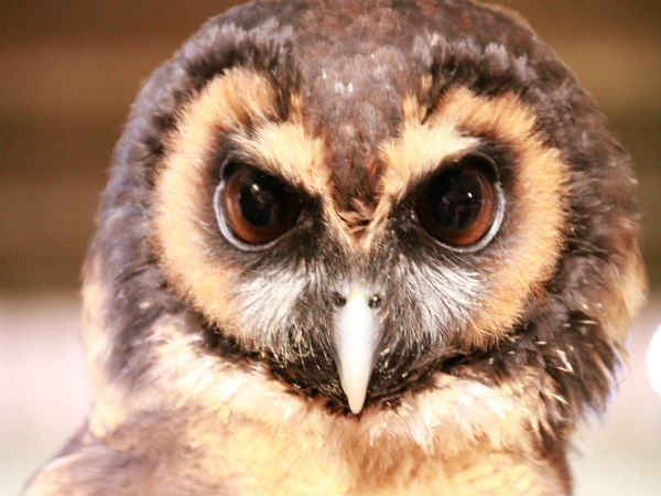 3. Kilbury Bird Sanctuary
