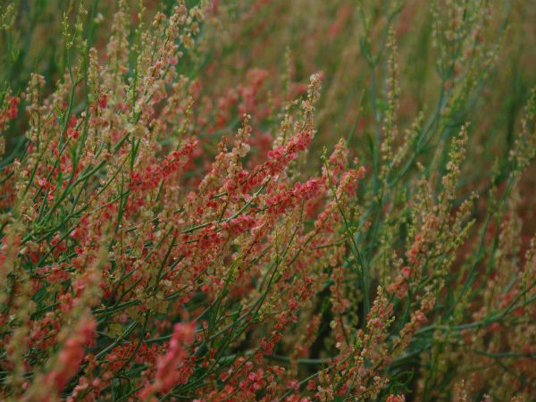4. Sariyatal