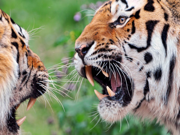 8. High Altitude Zoo