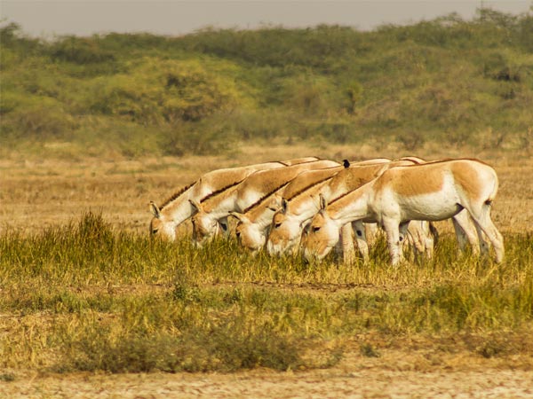 Indian Wild Ass Sanctuary