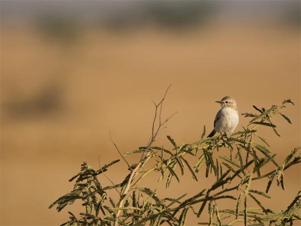 Banni Grasslands
