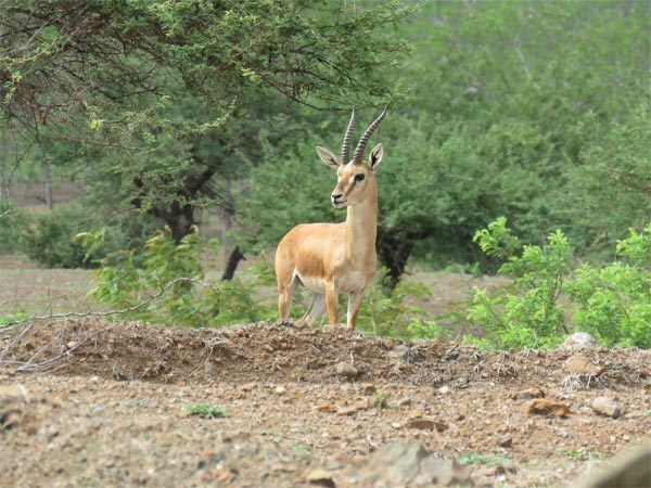 Narayan Sarovar Wildlife Sanctuary