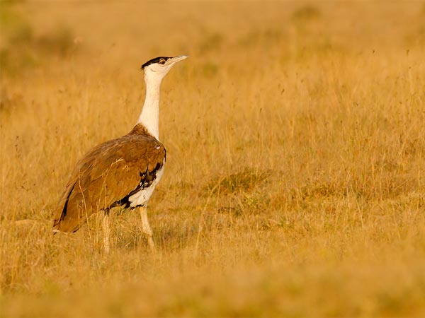 Kutch Bustard Sanctuary