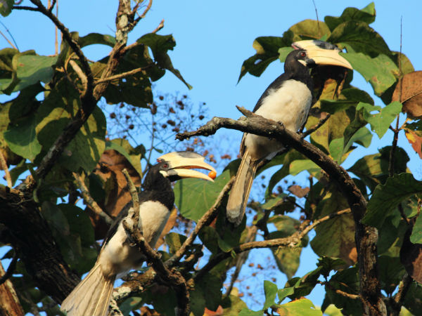 Dandeli Wildlife Sanctuary
