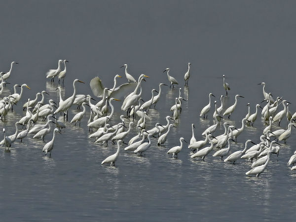 Pulicat Lake Pulicat Lake