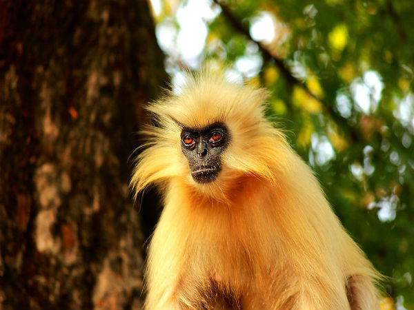 Finding Wildlife At Intanki National Park
