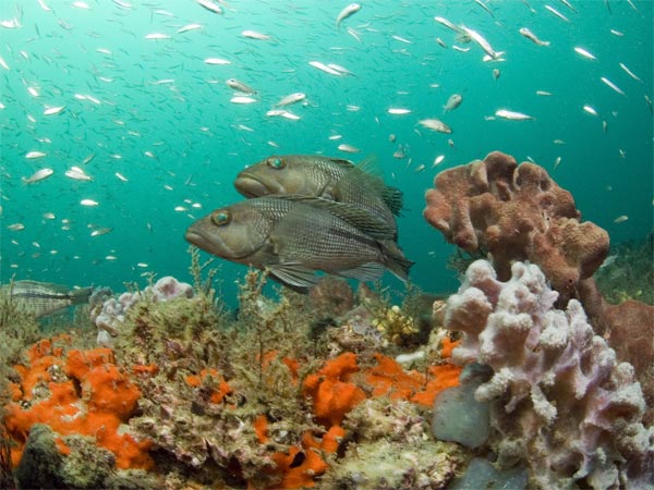 Be Amazed At The Malvan Marine Wildlife Sanctuary