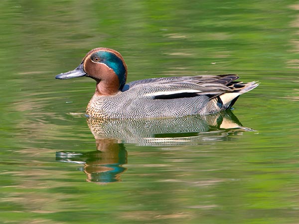 Samaspur Bird Sanctuary, Uttar Pradesh