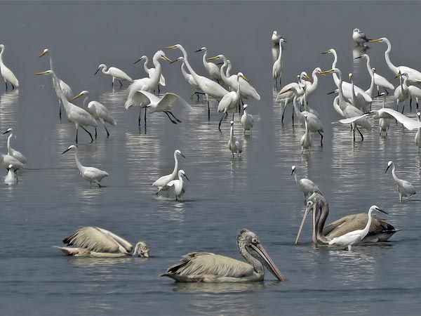 Pulicat Lake Bird Sanctuary, Andhra Pradesh