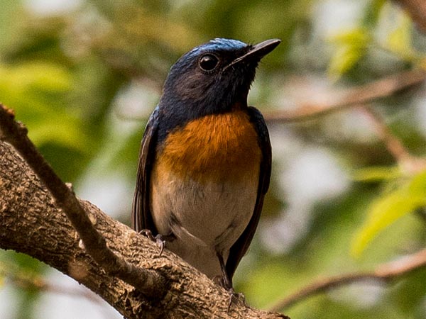 Chintamani Kar Bird Sanctuary, West Bengal