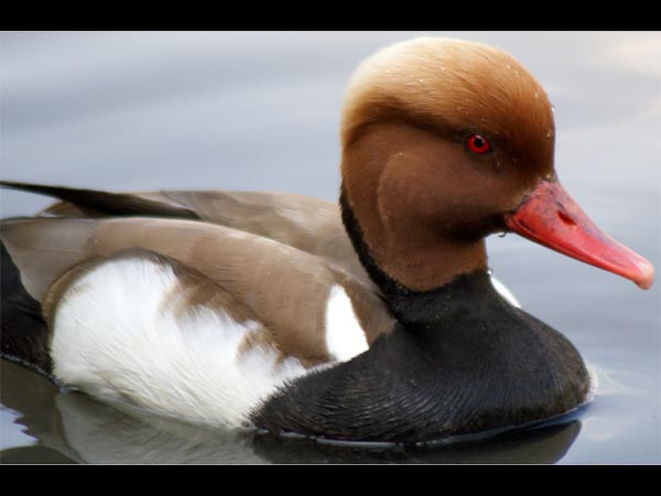 Nawabganj Bird Sanctuary, Uttar Pradesh
