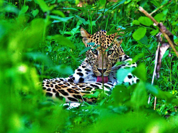 Nagarhole