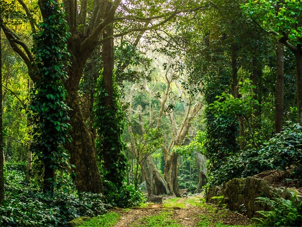Yercaud