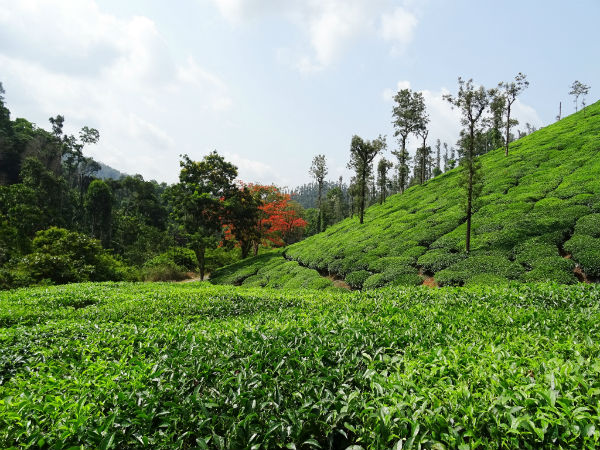 Agumbe