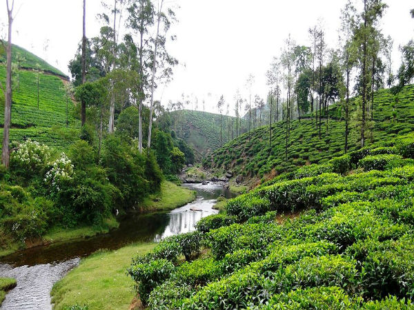 Valparai - Tamil Nadu