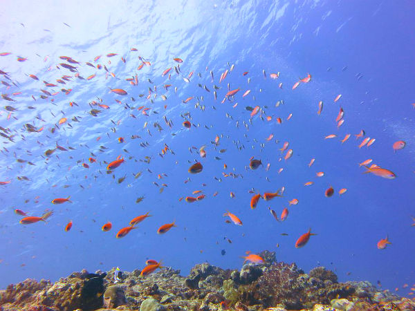 Discover The Beautiful Marine Life