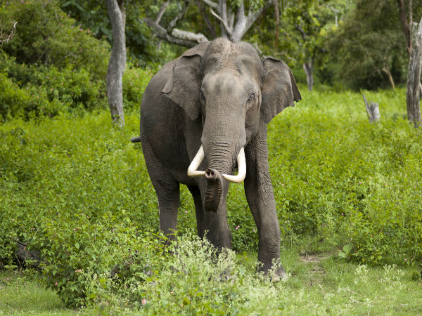 Anamudi Shola National Park