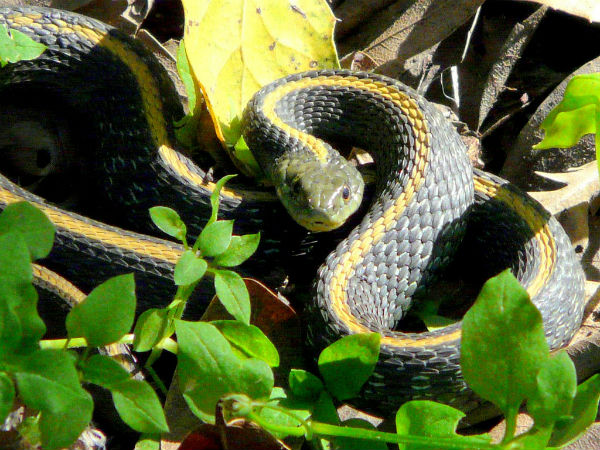 Rajiv Gandhi Zoological Park