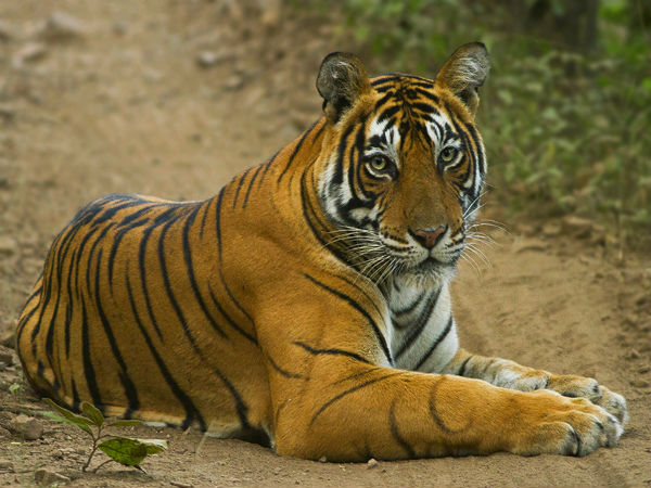 Sawai Madhopur