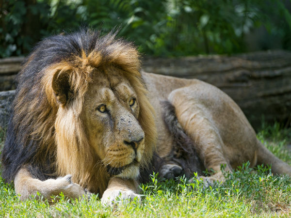 Vasona Lion Safari