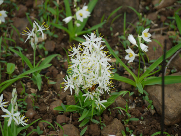 Kalpataru Botanical Garden