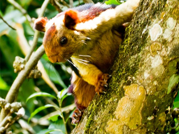 Bhimashankar Wildlife Sanctuary
