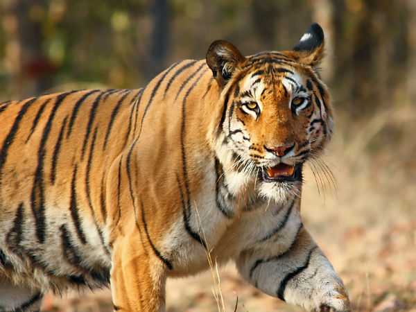 Vansda National Park