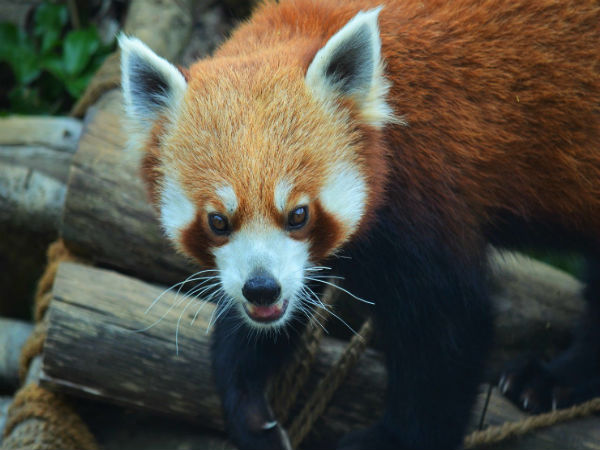 Khangchendzonga National Park