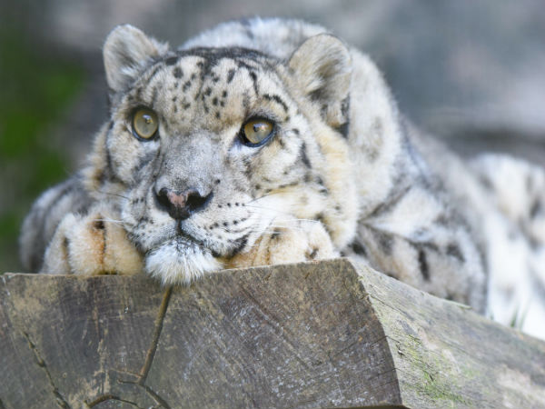 4. Dachigam National Park