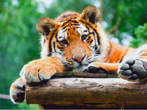 5. Tadoba National Park